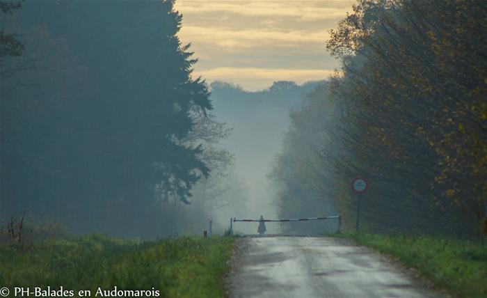 A la découverte de la forêt de Clairmarais